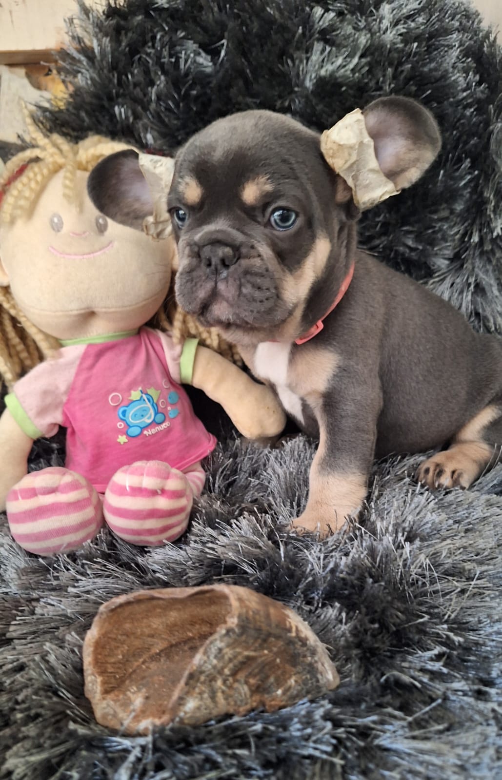 rosa-blue-tan-french-bulldog-girl-puppy-7-weeks